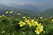 21 Fiori di pulsatilla alpina sulfurea con vista sulla Valle di Carisole